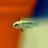 Apistogramma Trifasciata
