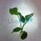 Anubias - Small