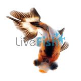 Assorted Butterfly Tail 