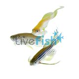 Assorted Longfin Danio 4cm
