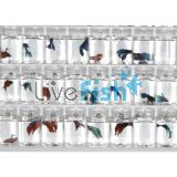 Assorted Male Fighter 