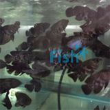 Assorted Juvenile Oscar 