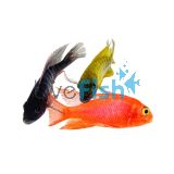 Assorted Peacock 5cm