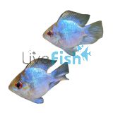 Balloon Electric Blue Ram