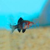Black Ruby Barb 