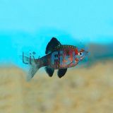 Black Ruby Barb 