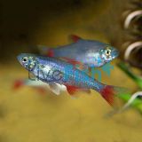 Bloodfin Tetra