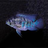 Blue Acara Cichlid - Aequidens pulcher