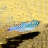 Cochus Blue Tetra