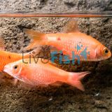 Chilli Red Rosy Barb