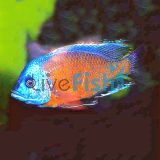 Copadichromis Red Fin Kadango