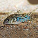 Sodalis Corydoras - Wild Caught 4cm