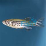 Zebra Danio