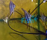 Leopolds (Teardrop) Angel 4.5cm