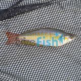 Eastern Rainbow - Pioneer River 