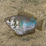 Female Dwarf Gourami 