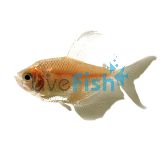 Golden Black Widow Tetra 4cm