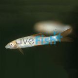 Golden Shark Albino Rainbow