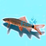 Rainbow Shark