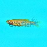 Gold Zebra Danio