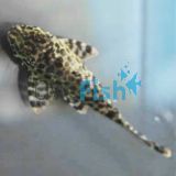 Gold Spotted Plecostomus 