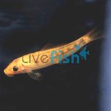 GOLDEN SUCKING CATFISH 