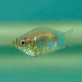 Balloon Pink Kissing Gourami (Short Body)