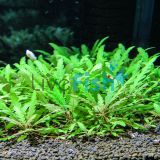 Hygrophila Pinnatifida Bunch