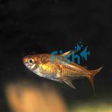 Fire Ember Tetra