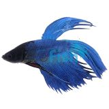 Male Siamese Betta Ocean Green