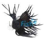 Male Siamese Betta Crowntail Black