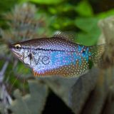 Lace Pearl Gourami 