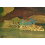 L/F Marble Bristlenose Catfish