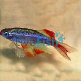 Longfin Juvenile White Cloud