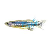 Longfin Zebra Danio
