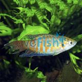 Macropodus opercularis - Paradise Fish