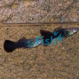 Male Black Guppy