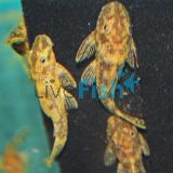 Marble Bristlenose Catfish