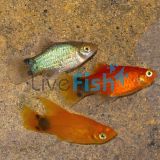 Assorted Mickey Mouse Platy 