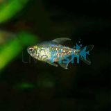 Diamond Tetra 