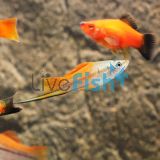 Neon Swordtail 