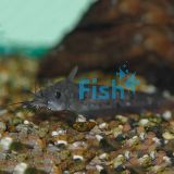 Catfish Black 