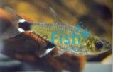 Paraguay Tetra 3cm
