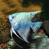 Smokey Blue Angelfish