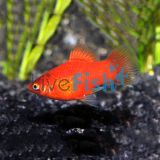 Red Platy