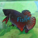 Assorted Shortfin Male Fighter 