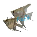 Silver Blue Angel Fish 