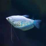 Silver Gourami 
