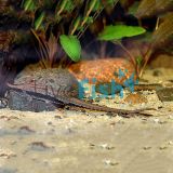 Longnose Whiptail Catfish