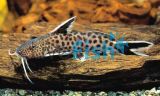 Synodontis Petricola 5cm